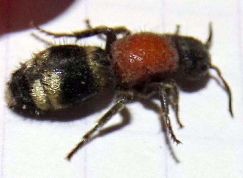 Mutilla europaea